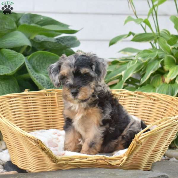 Cubby, Mini Bernedoodle Puppy