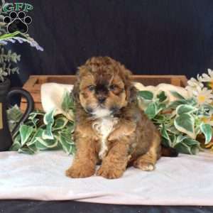 Cubby, Shih-Poo Puppy