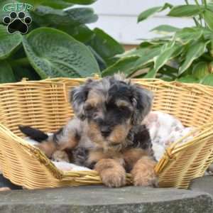 Cubby, Mini Bernedoodle Puppy