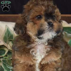 Cubby, Shih-Poo Puppy