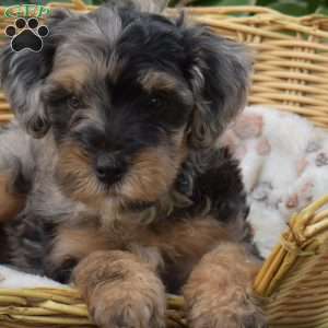 Cubby, Mini Bernedoodle Puppy