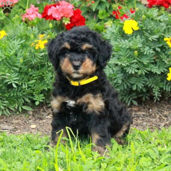 Curly, Mini Bernedoodle Puppy