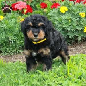 Curly, Mini Bernedoodle Puppy
