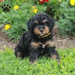 Curly, Mini Bernedoodle Puppy
