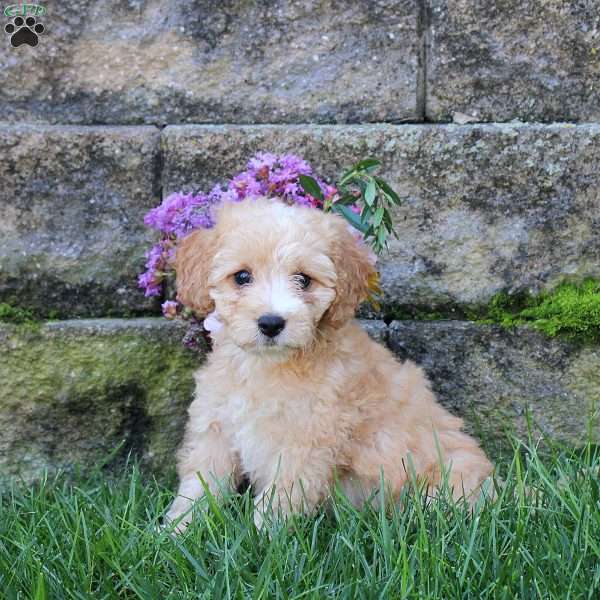 Cutie, Miniature Poodle Mix Puppy