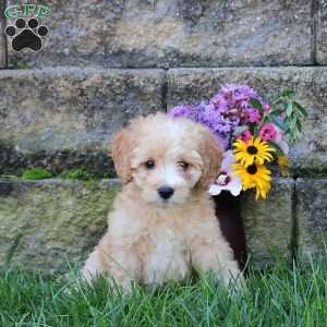 Cutie, Miniature Poodle Mix Puppy