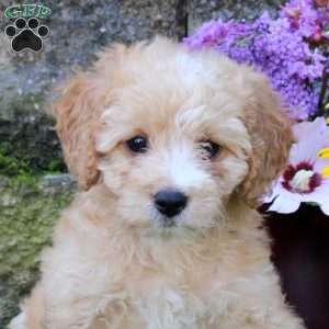 Cutie, Miniature Poodle Mix Puppy
