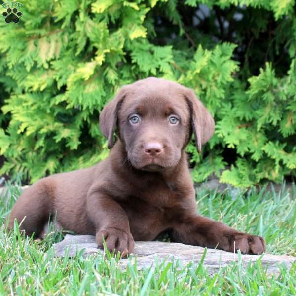 Cyrus, Chocolate Labrador Retriever Puppy