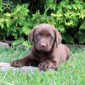Cyrus, Chocolate Labrador Retriever Puppy