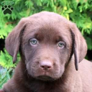 Cyrus, Chocolate Labrador Retriever Puppy