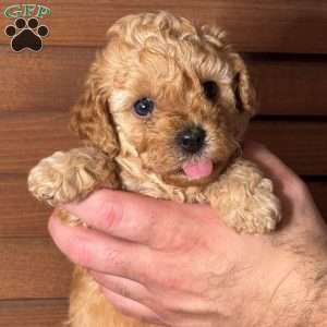 Dolly, Mini Labradoodle Puppy