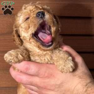 Dolly, Mini Labradoodle Puppy