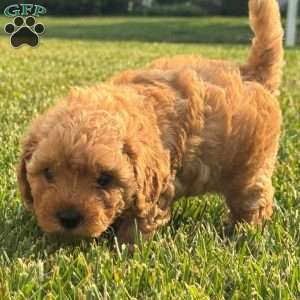 Dolly, Mini Labradoodle Puppy