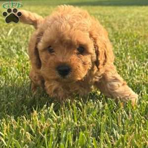 Dolly, Mini Labradoodle Puppy