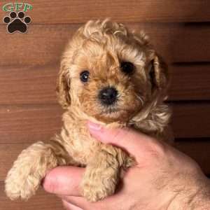Dolly, Mini Labradoodle Puppy