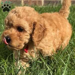 Dolly, Mini Labradoodle Puppy