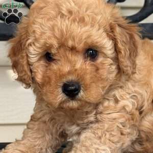 Dolly, Mini Labradoodle Puppy