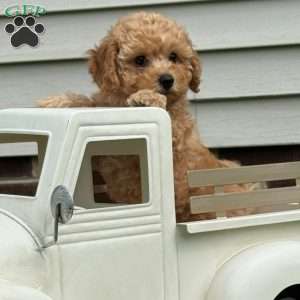 Dolly, Mini Labradoodle Puppy