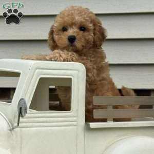 Dolly, Mini Labradoodle Puppy