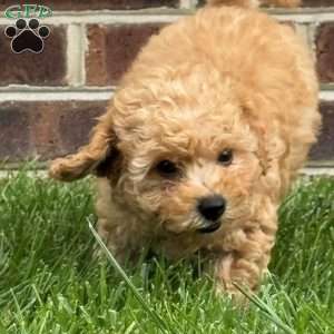 Dolly, Mini Labradoodle Puppy