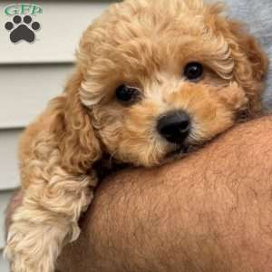 Dolly, Mini Labradoodle Puppy