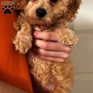 Dolly, Mini Labradoodle Puppy