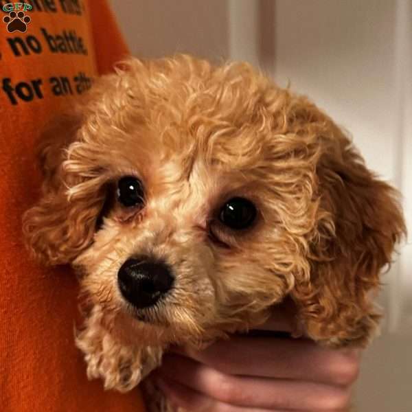 Dolly, Mini Labradoodle Puppy