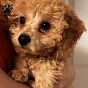 Dolly, Mini Labradoodle Puppy