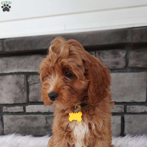 Jacy, Cavapoo Puppy