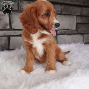 Oscar, Cavapoo Puppy