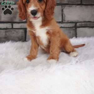 Oscar, Cavapoo Puppy