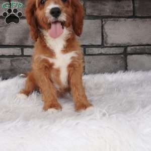 Oscar, Cavapoo Puppy