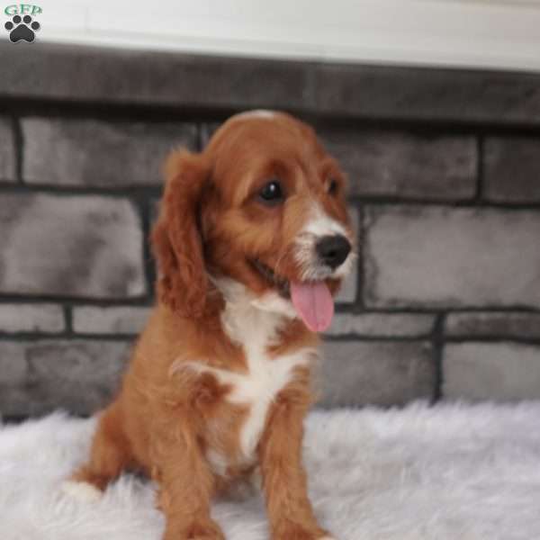Oscar, Cavapoo Puppy