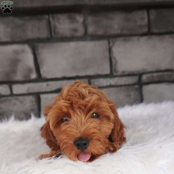 Rover, Cavapoo Puppy