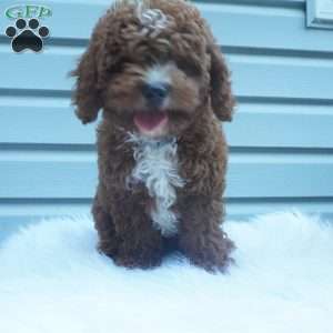 Teddy, Cavapoo Puppy