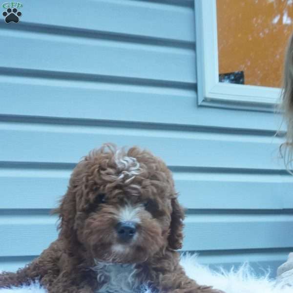 Teddy, Cavapoo Puppy