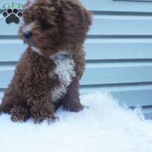 Teddy, Cavapoo Puppy