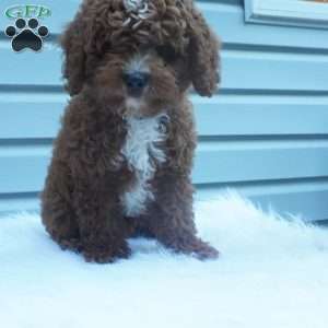 Teddy, Cavapoo Puppy