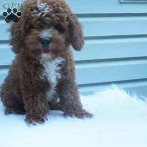 Teddy, Cavapoo Puppy