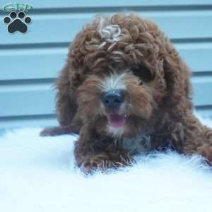 Teddy, Cavapoo Puppy