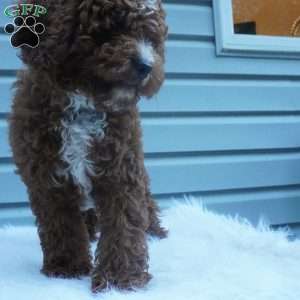 Teddy, Cavapoo Puppy