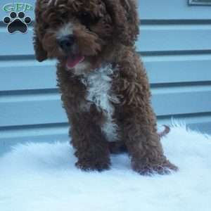 Teddy, Cavapoo Puppy
