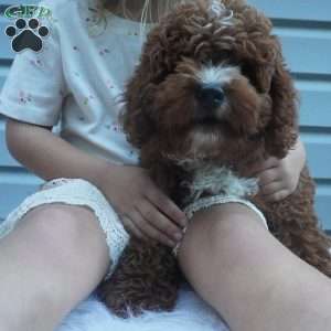 Teddy, Cavapoo Puppy