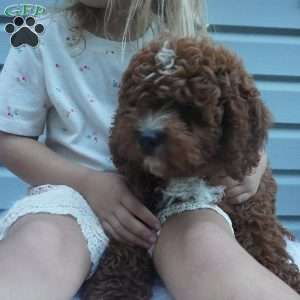 Teddy, Cavapoo Puppy