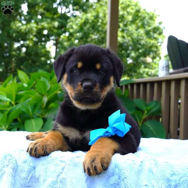 Odis, Rottweiler Puppy