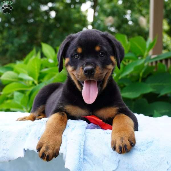 Bruno, Rottweiler Puppy