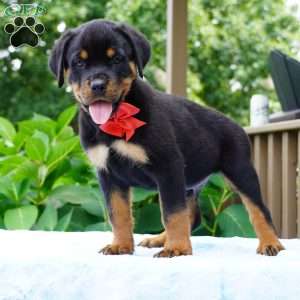 Bruno, Rottweiler Puppy