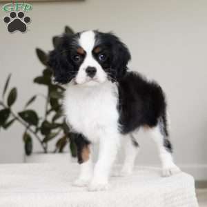 Chester, Cavalier King Charles Spaniel Puppy