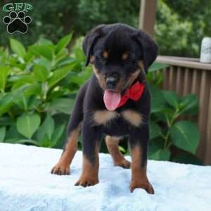 Bruno, Rottweiler Puppy