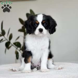 Chester, Cavalier King Charles Spaniel Puppy